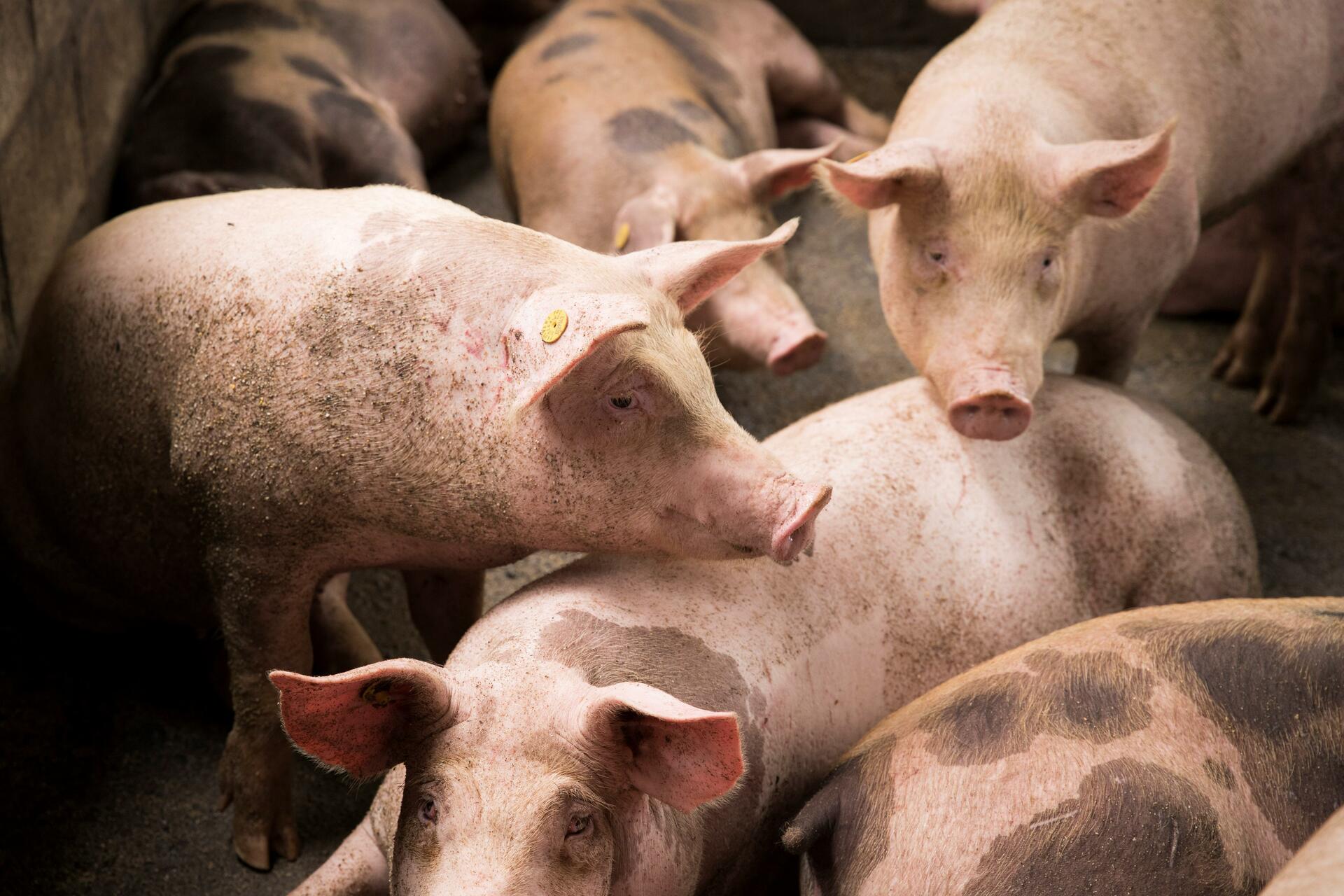 Acuerdan México, EUA, R. Dominicana y Haití estrategia para erradicar la peste porcina africana en América