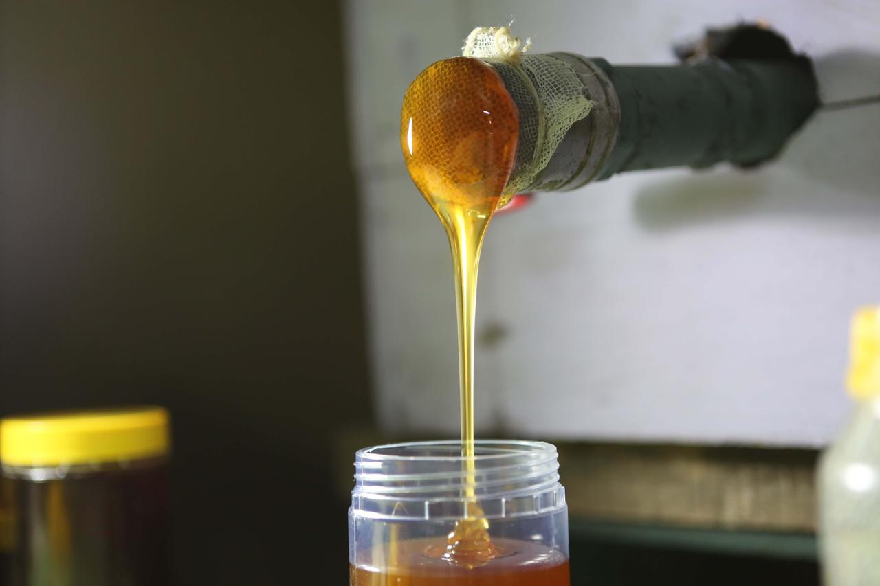 Transcurridos siete meses de 2022 Durango reportó una producción de miel de 138 toneladas. (EL SIGLO DE TORREÓN)