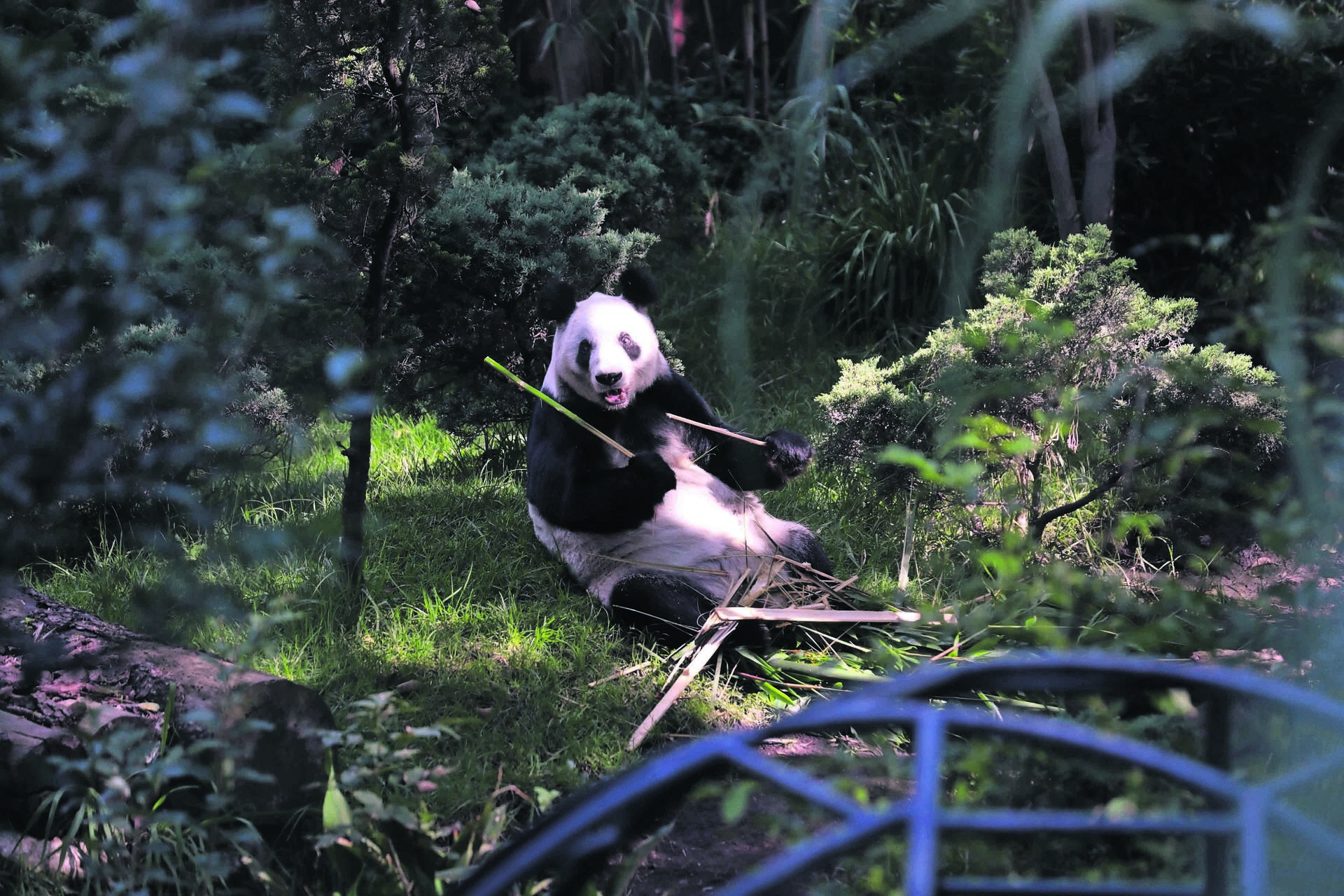 Su hábitat simula un bosque, como a los ubicados en lo alto de las montañas de China, pero con algunas estructuras metálicas.