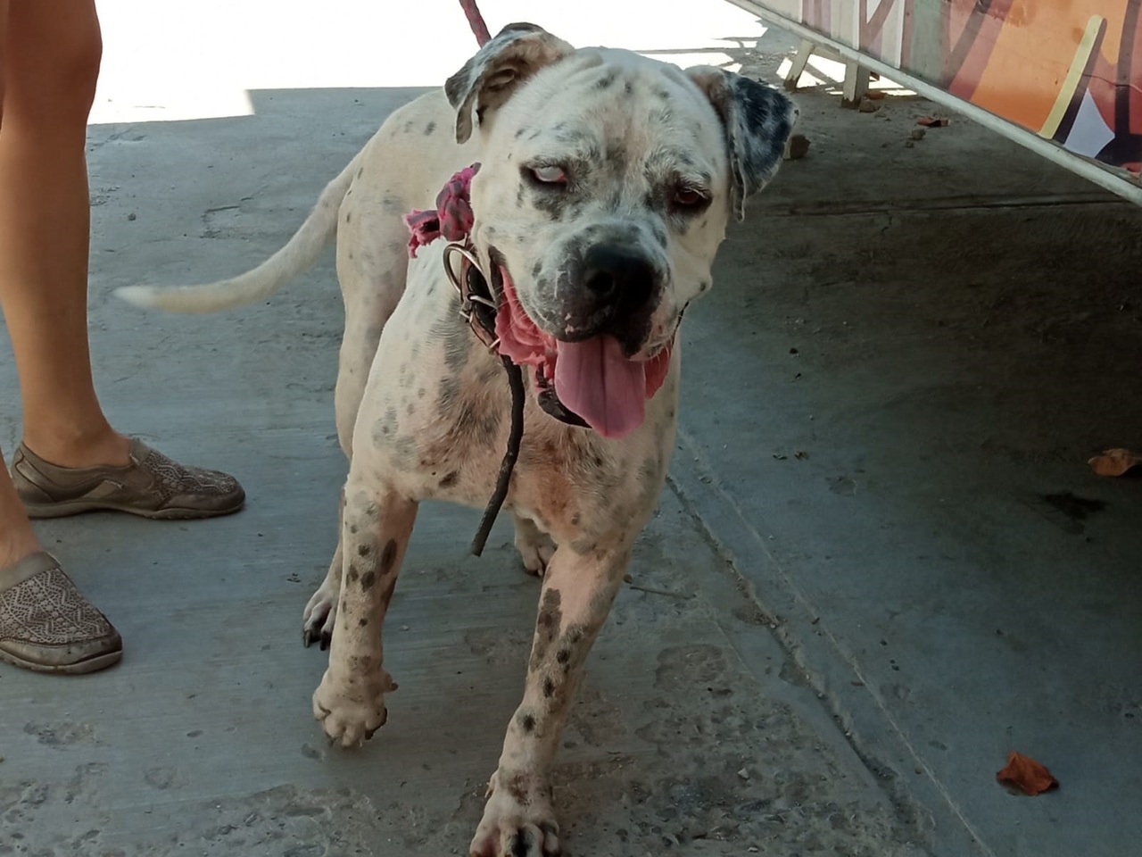 A mediados de junio de este año, el perro Polar fue rescatado por la Dirección de Salud Pública Municipal de Torreón.