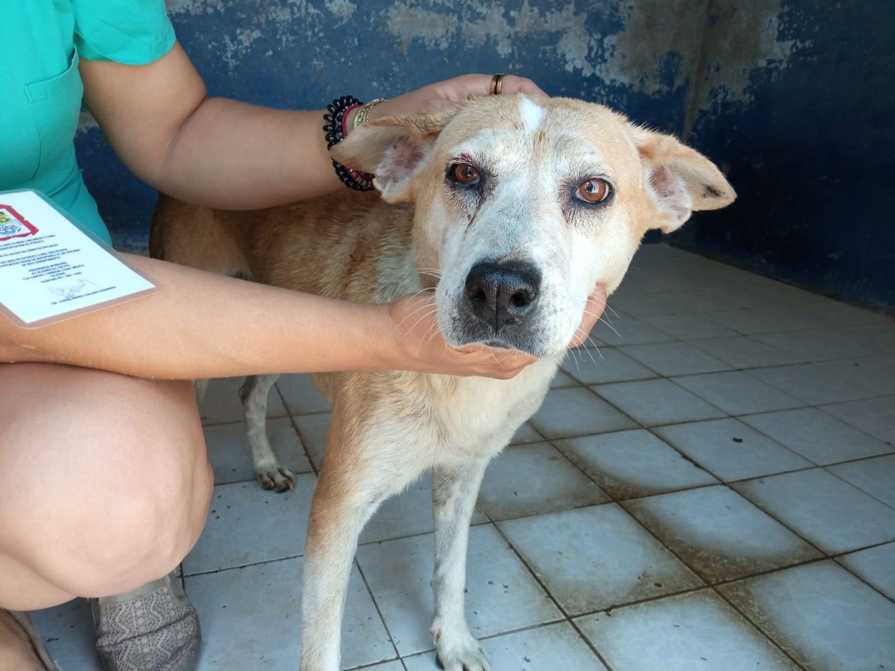 Temen que aumenten los ingresos y que por falta de adopciones tengan que sacrificar perros. (EL SIGLO DE TORREÓN)