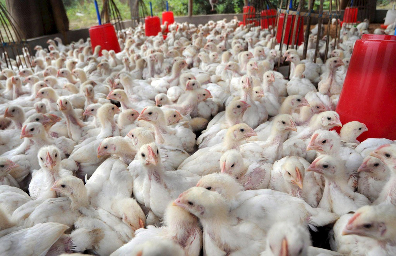Las granjas avícolas están reiniciando actividad en la Comarca Lagunera luego de la cuarentena. (EL SIGLO DE TORREÓN)