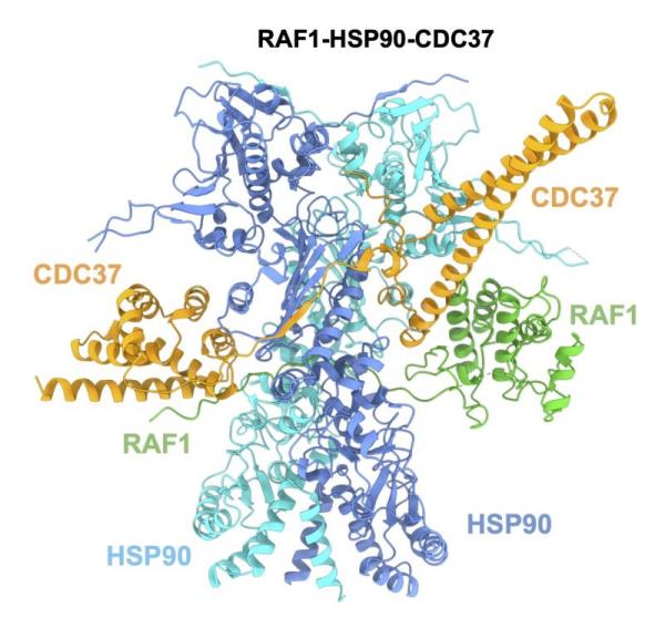 Imagen de proteína RAF1. (EFE)