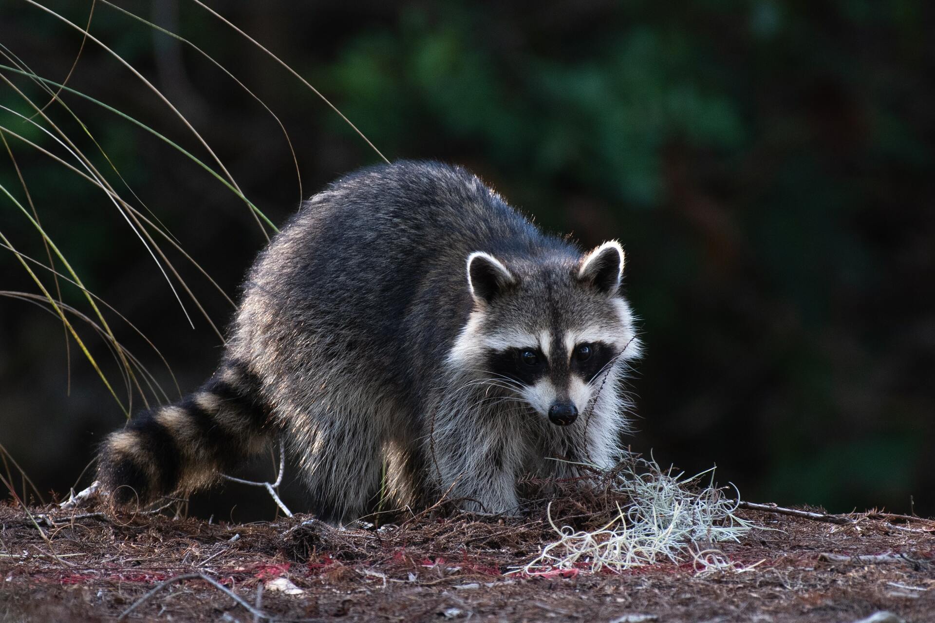 Father and daughter arrested in Florida for burning a raccoon alive