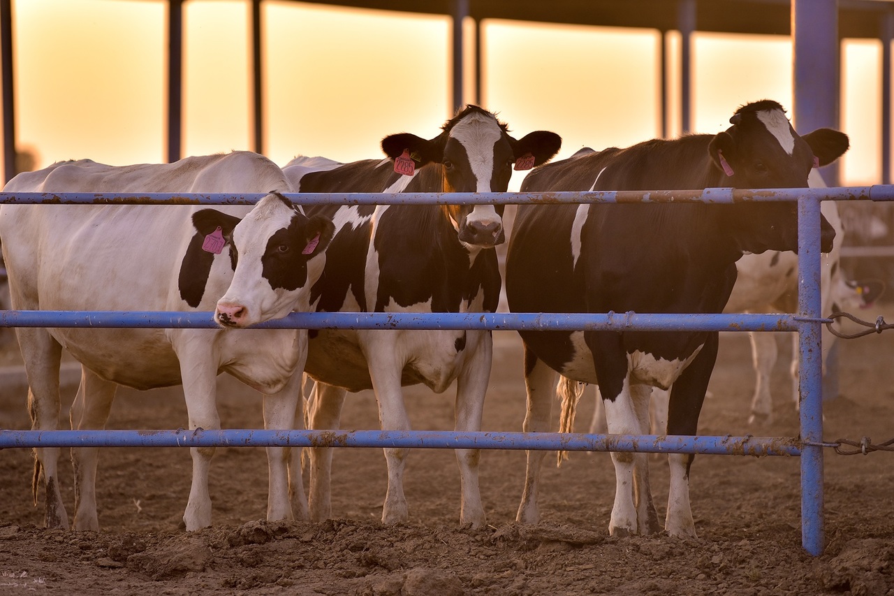 Durango se ostenta como uno de los principales productores de leche en el país, aportando el 11.5 por ciento del total. (EL SIGLO DE TORREÓN)