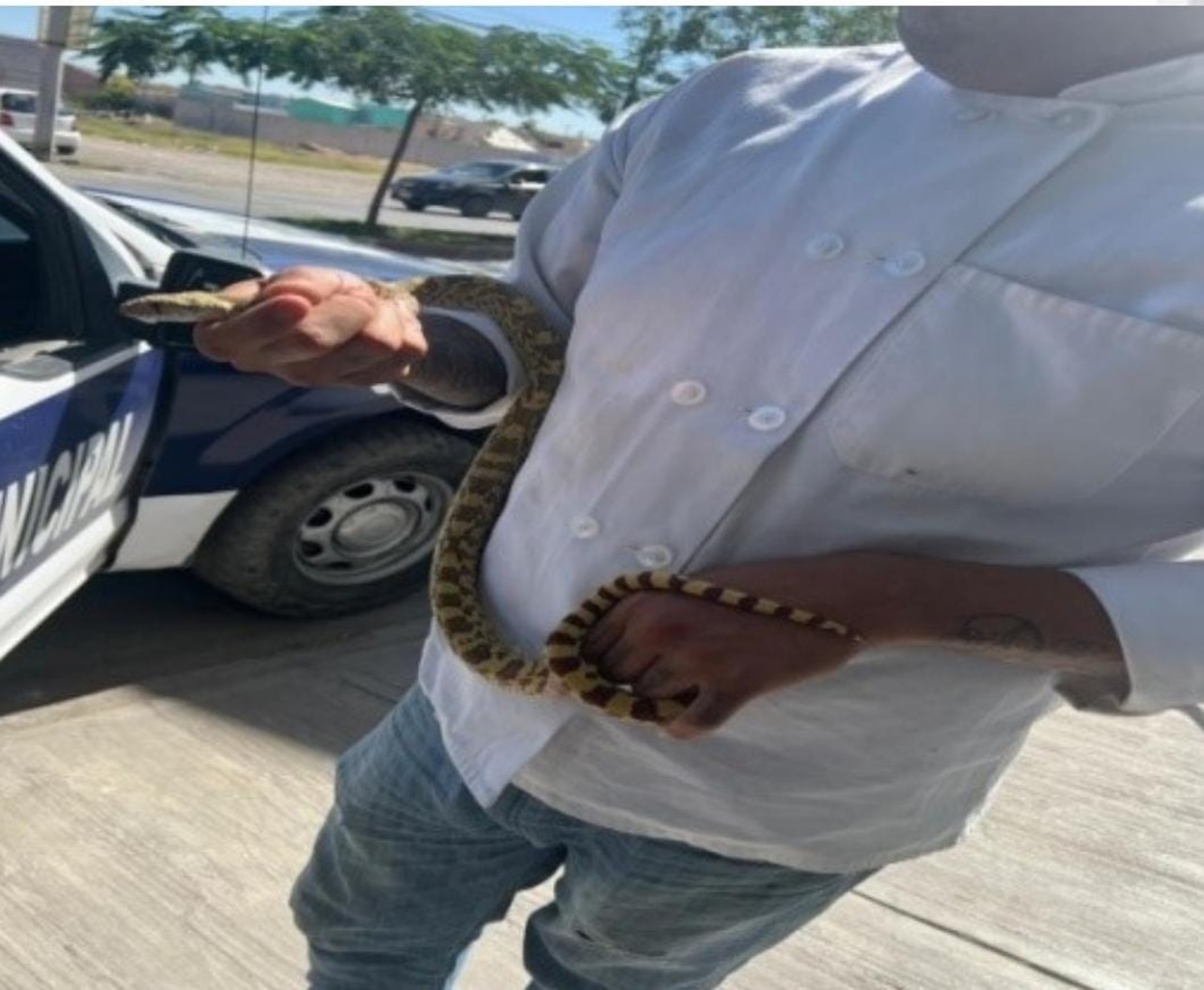 La serpiente fue entregada a la Dirección de Ecología.