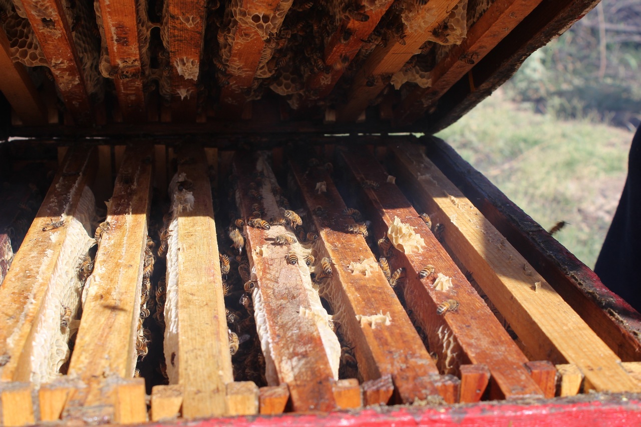 El mes de octubre pasado se registró la mayor producción de miel en el año. (EL SIGLO DE TORREÓN)