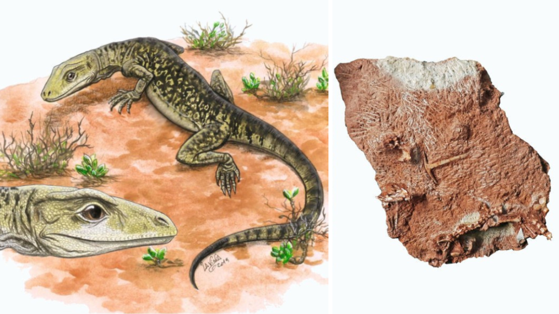 El fósil se había encontrado, junto con otros en una cantera en Gloucestershire, al suroeste de Inglaterra. (ESPECIAL)