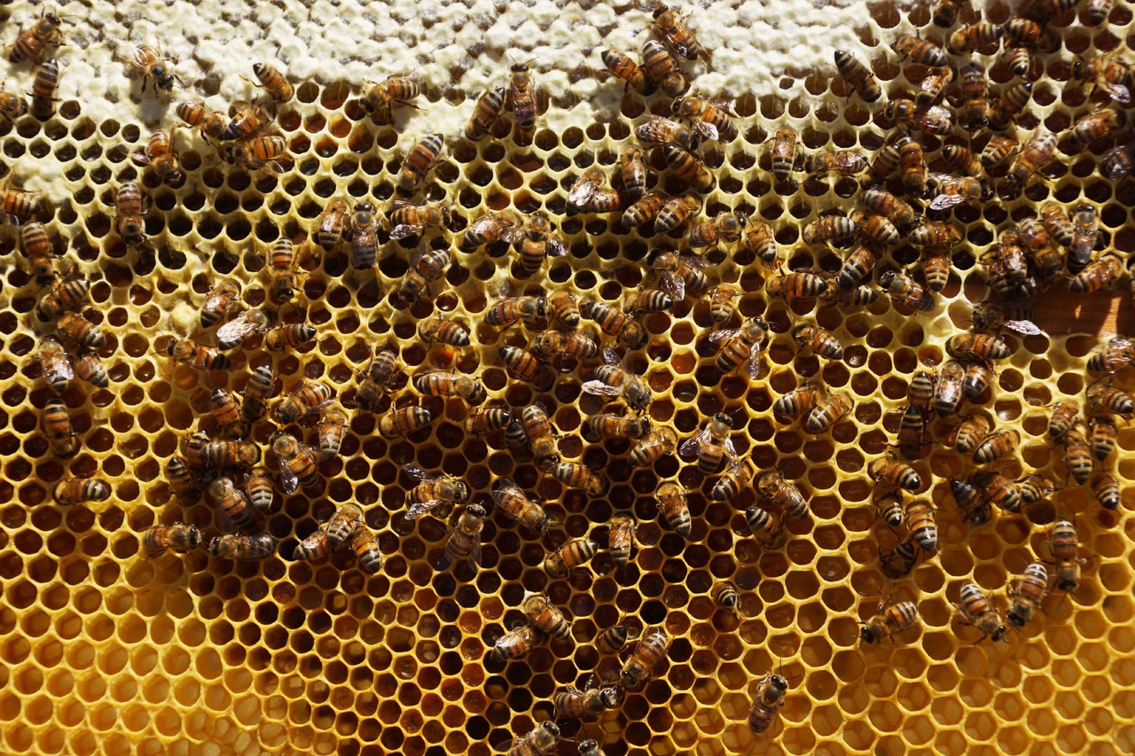 A nivel nacional, son 53 mil 244 toneladas de miel las que se han producido entre enero y noviembre del año en curso. (EL SIGLO DE TORREÓN)