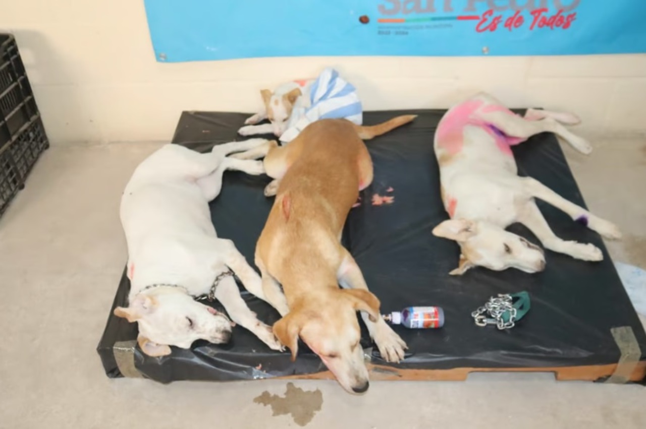 Alrededor de 450 mascotas fueron esterilizadas en el municipio de San Pedro. (EL SIGLO DE TORREÓN)