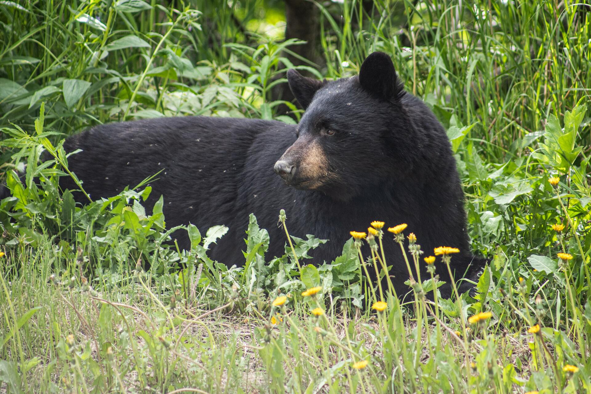 Black bear escapes Florida zoo, injures keeper, dies