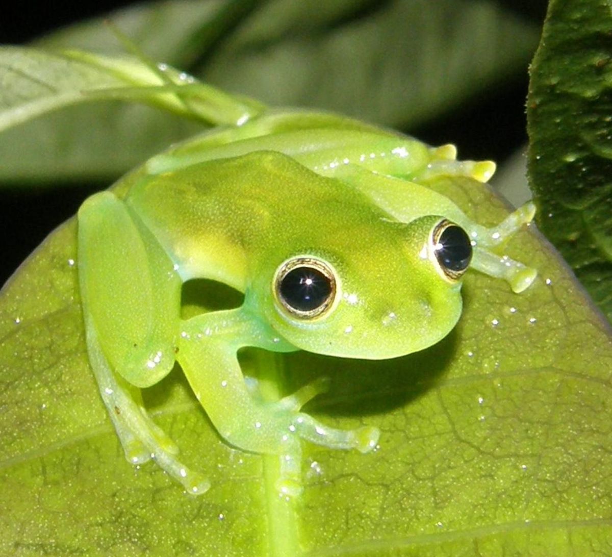 Las ranas de cristal, que viven en los trópicos americanos, son anfibios nocturnos que pasan el día durmiendo boca abajo sobre hojas translúcidas del mismo color que su espalda. (ESPECIAL)