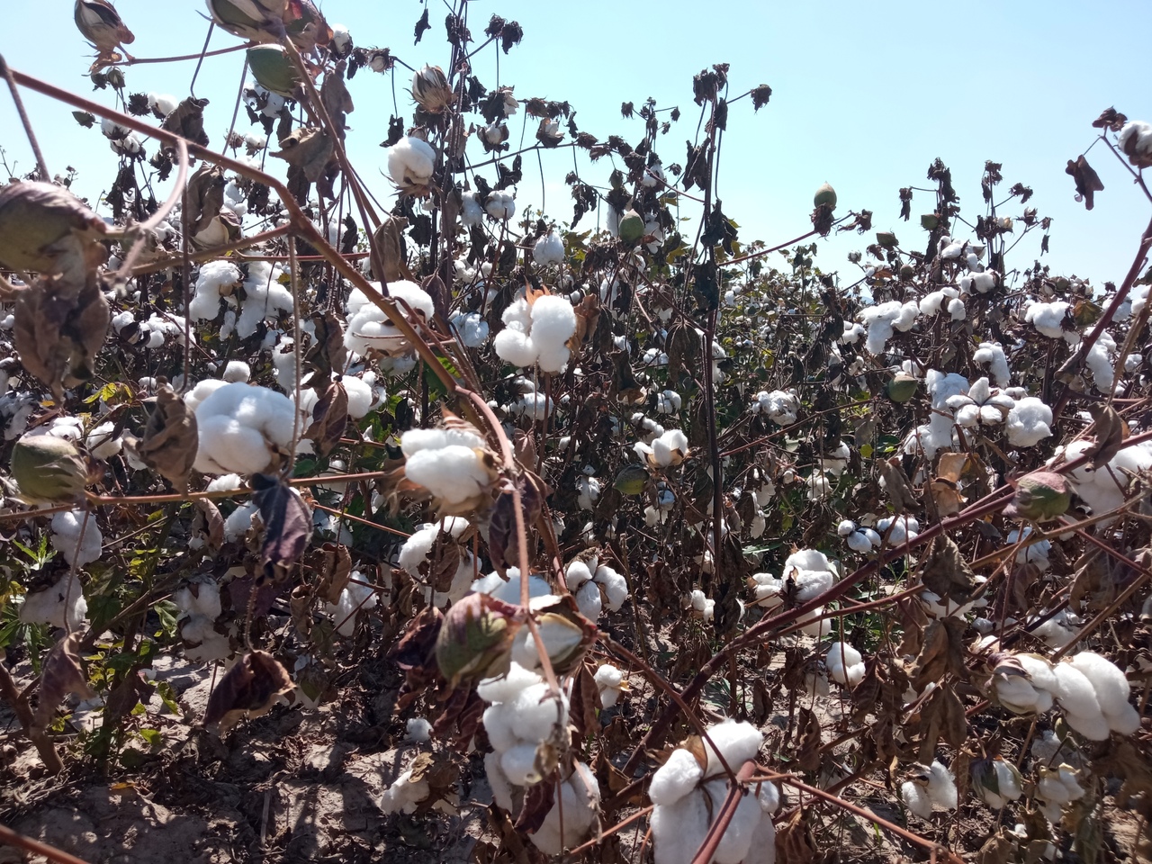 Pocos han comercializado la producción de algodón, el 80 por ciento se encuentra en los despepites.