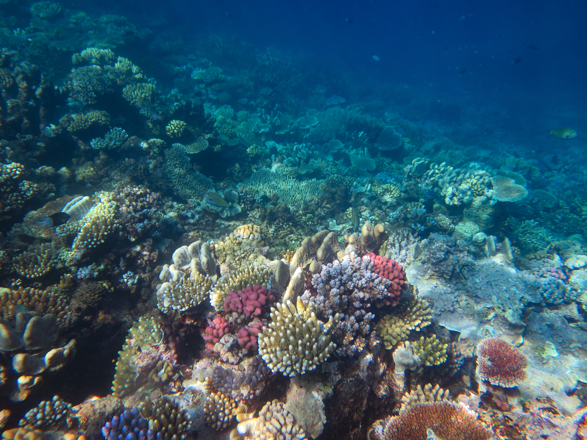 El aumento de la temperatura del agua y de la salinidad contribuye directamente a que el agua se estratifique en vez de mezclarse. (EFE)