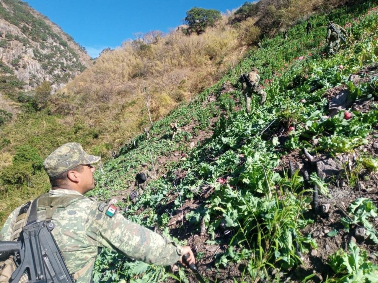 Dentro de sus acciones destruyeron plantíos de amapola y marihuana, además de 13 laboratorios. (EL SIGLO DE TORREÓN)