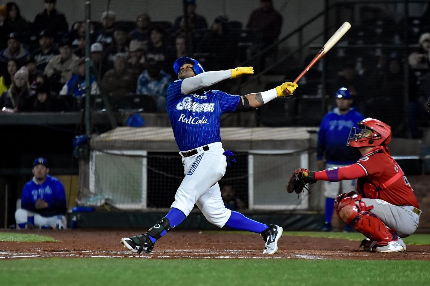 Allen Córdoba ha sido un bat muy importante para los Yaquis, además de aportar defensiva en el jardín central. (Especial)
