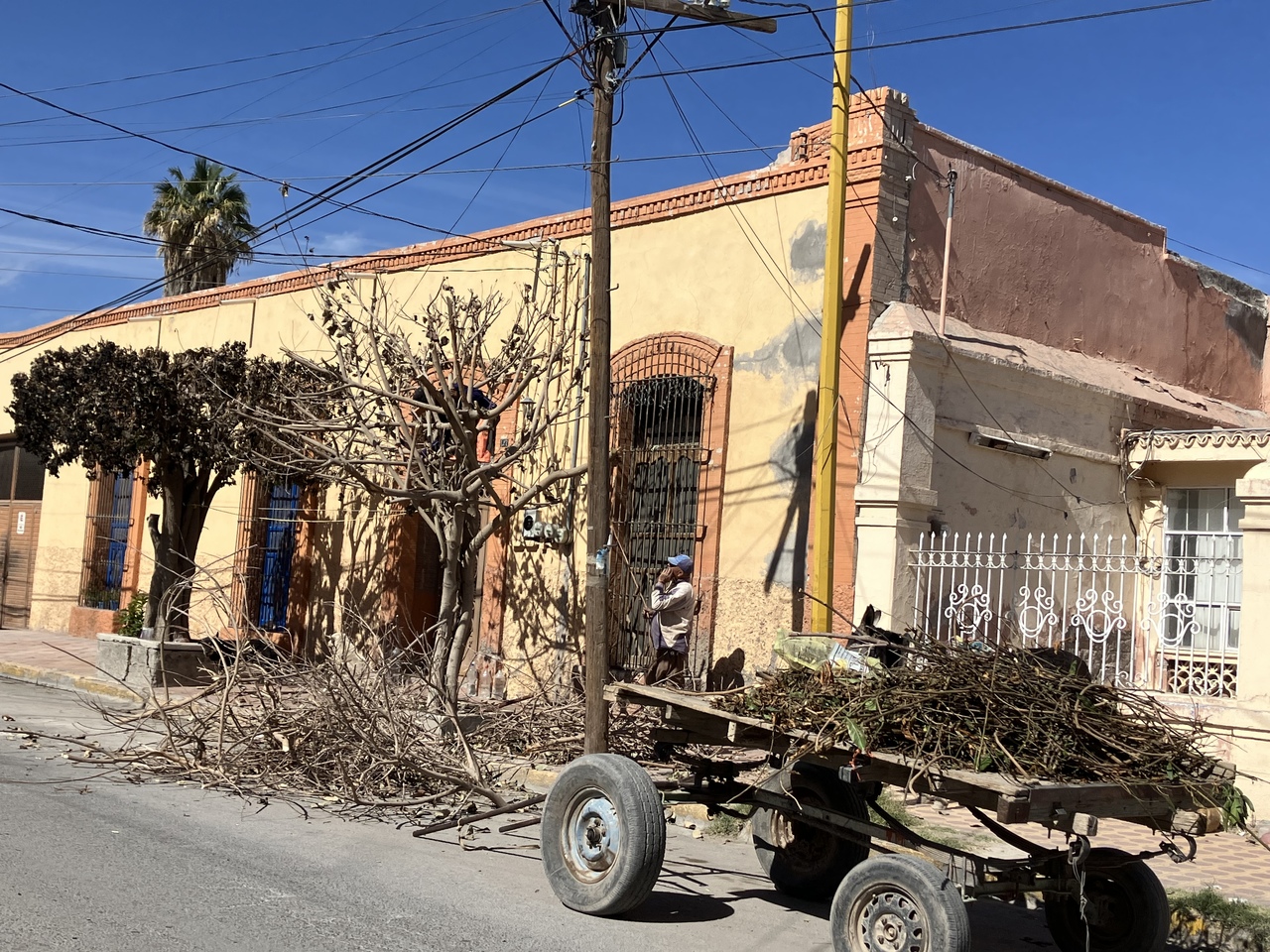 Piden a ciudadanos que al podar sus árboles no depositen los desechos en terrenos baldíos y les prendan fuego. (EL SIGLO DE TORREÓN)