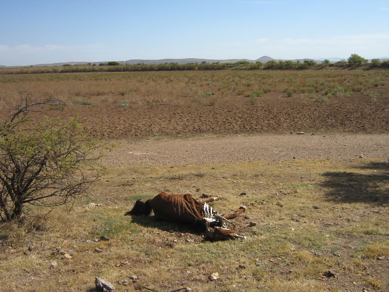 Únicamente los municipios Mezquital, Vicente Guerrero y Súchil fueron valorados sin ningún tipo de condición de sequía. (EL SIGLO DE TORREÓN)