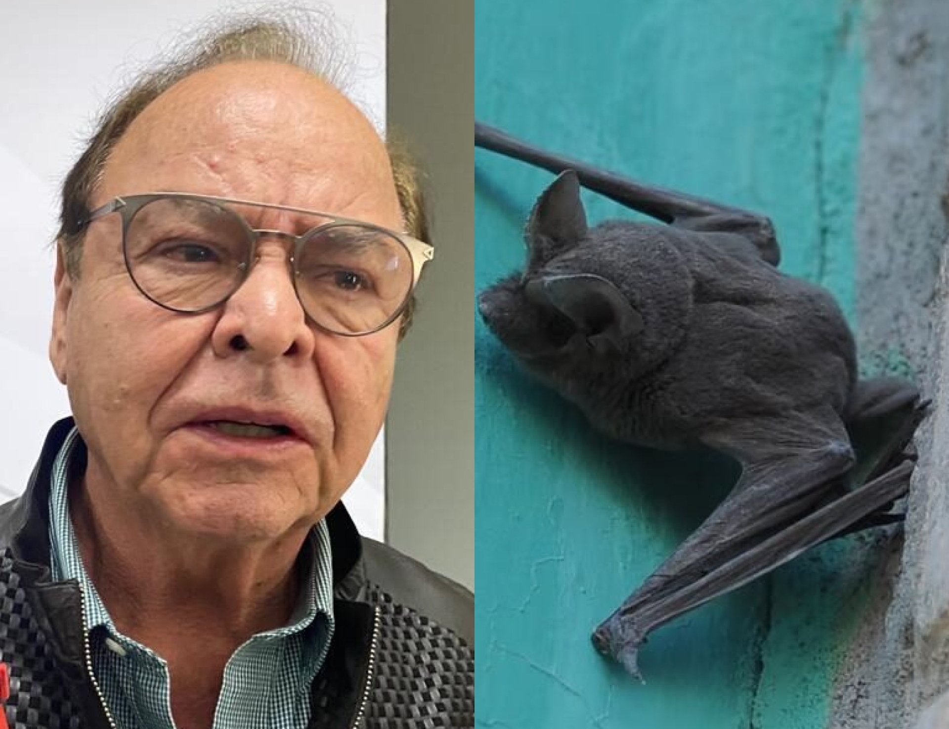 El funcionario informó que el 11 de enero de este 2023, un cazador en Sabinas fue mordido en la palma de la mano por un murciélago. 