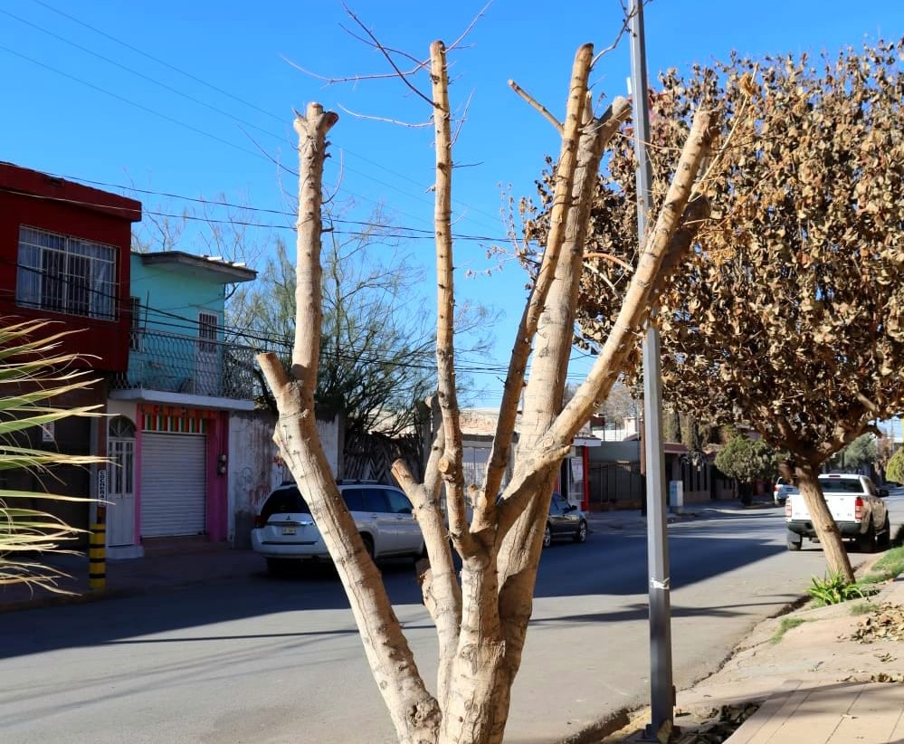 Necesario solicitar permiso para poda y tala de árboles en San Pedro - El  Siglo