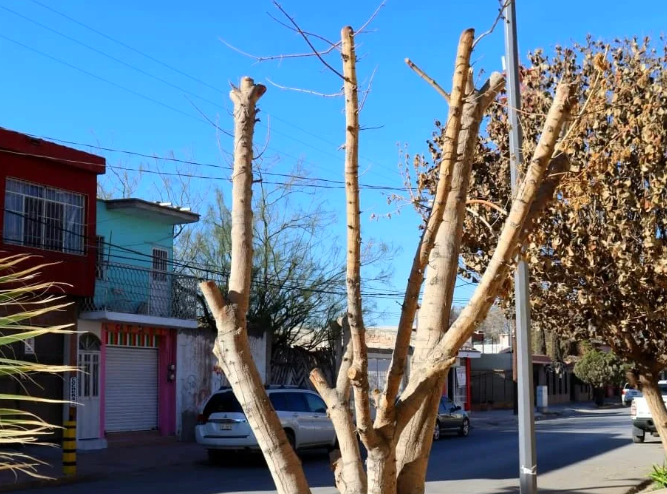 Permiso para poda de árboles es necesario en San Pedro - El Siglo
