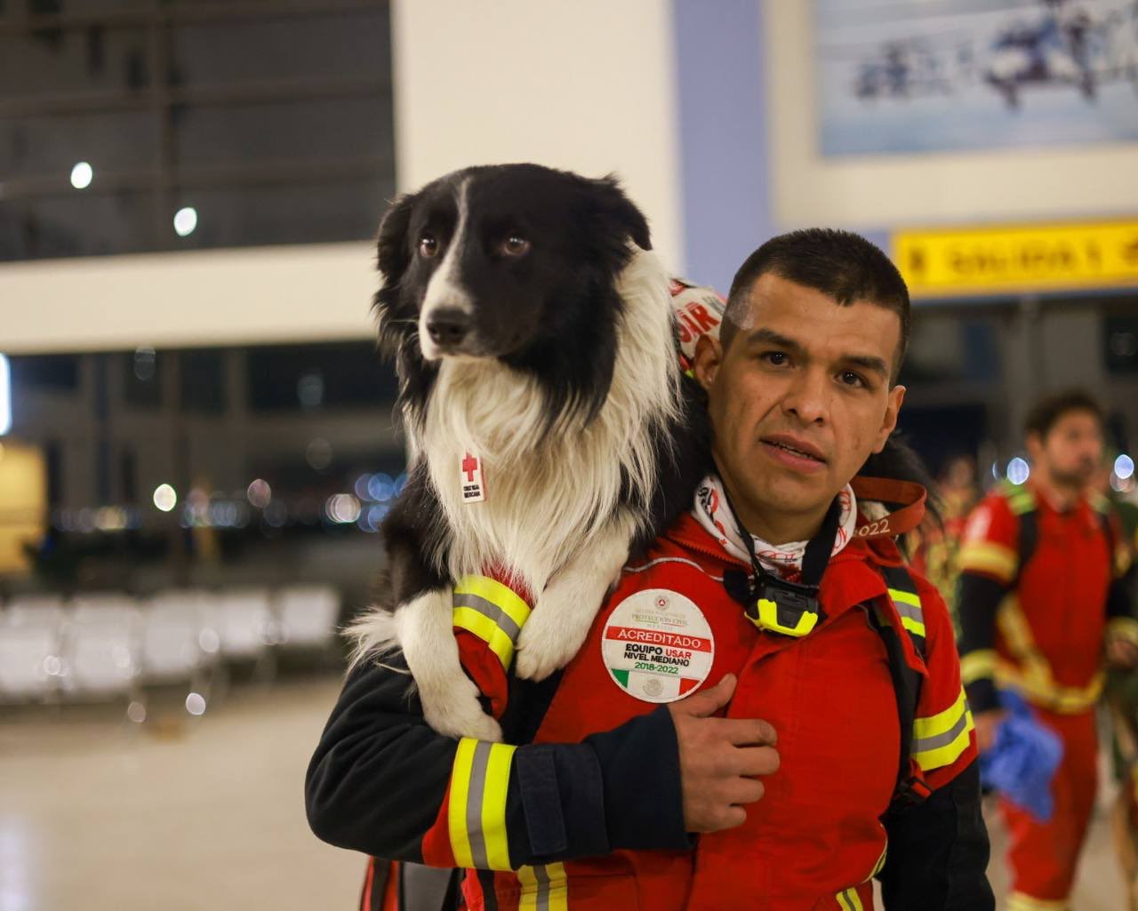 Balam y Orly, son hijos de Athos, un perro de raza Border Collie, especialista en búsqueda y rescate, que fue envenenado en Querétaro con salchichas. (TWITTER)