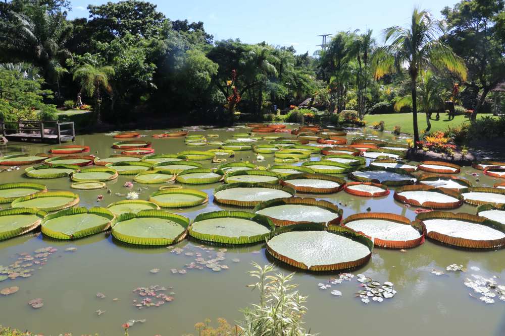 Victoria boliviana es el nombre de esta planta, nativa de los Llanos de Moxos, en la región amazónica de Beni. (EFE)