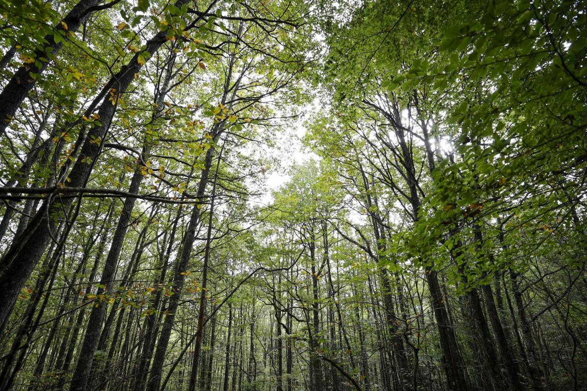 El secuestro de carbono ha variado mucho en los últimos años, con momentos de mucha productividad vegetal (mucho secuestro) y años con poca (poco secuestro).