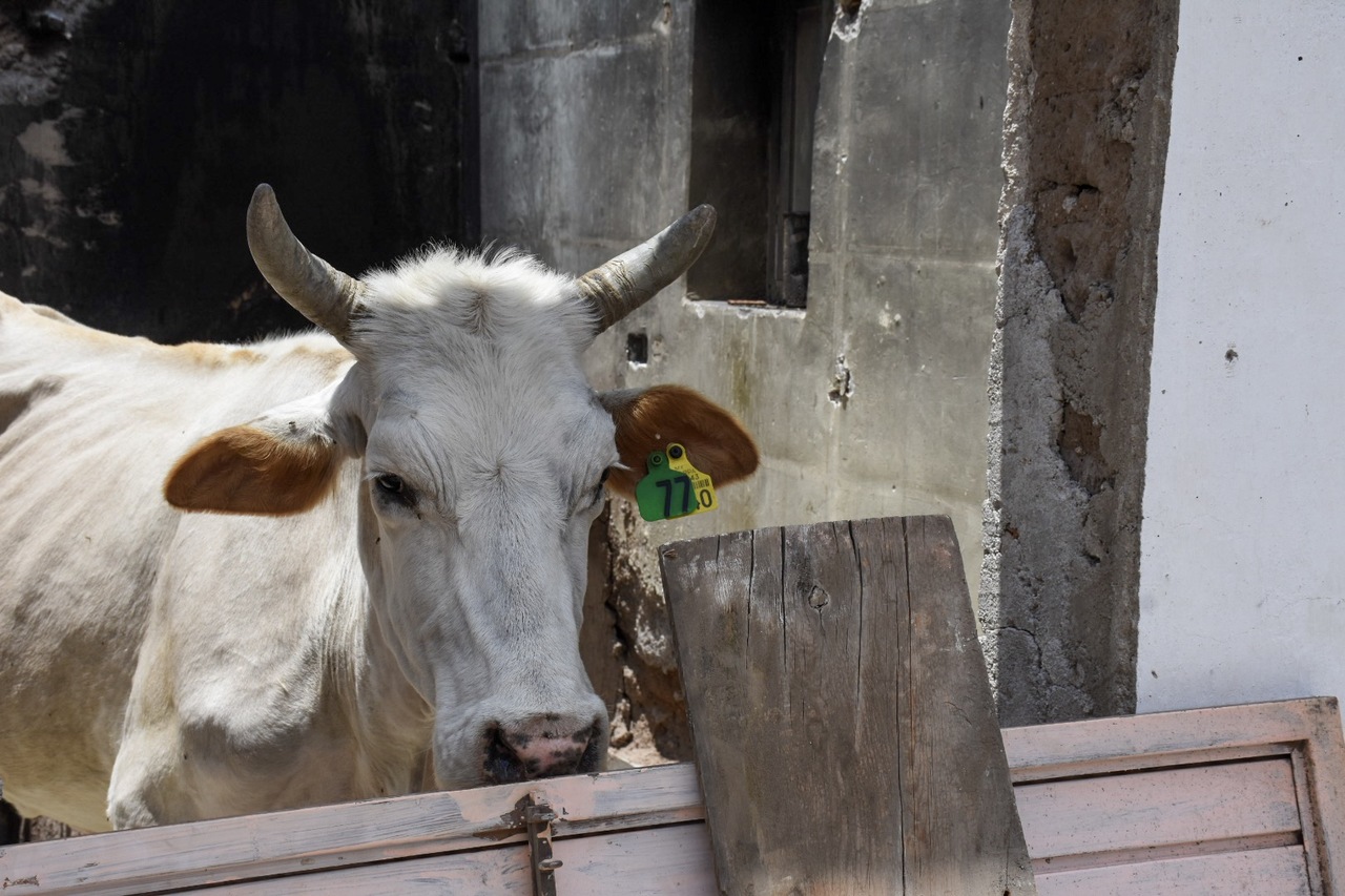 Durango destaca en la producción de ganado por lo que se debe impulsar el mejoramiento genético, comentan. (EL SIGLO DE TORREÓN)