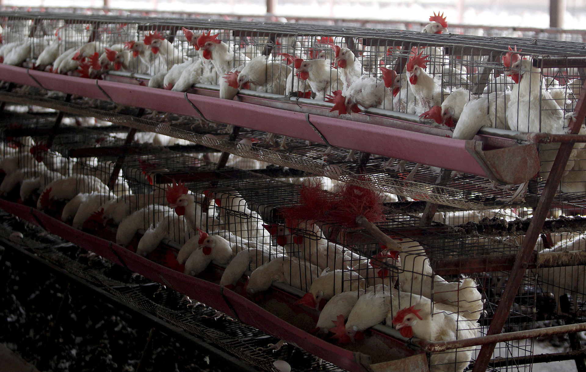 OMS confirma un caso de gripe aviar en una mujer de 53 años en China