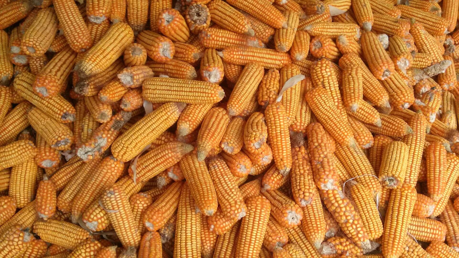 México está dispuesto a ir a panel por controversia del maíz transgénico: AMLO