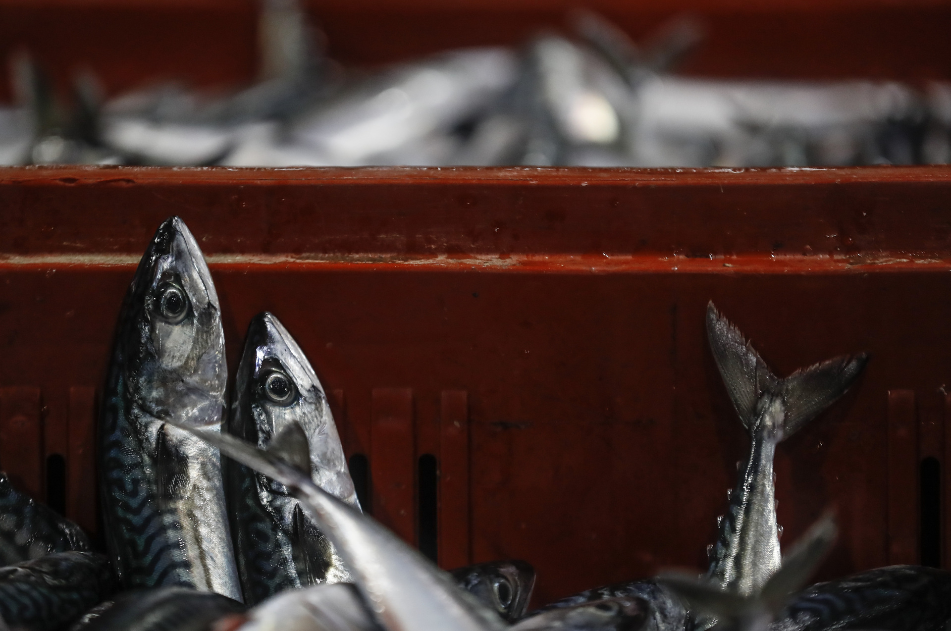 Tan solo en febrero pasado, el valor de las exportaciones agropecuarias y pesqueras alcanzó un monto de 2.103 millones de dólares. (EFE)