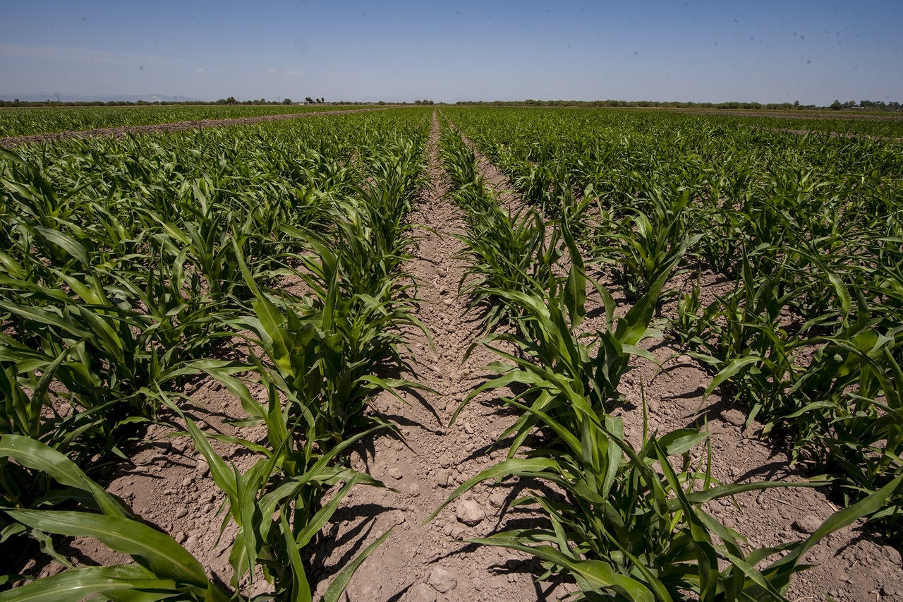 Productores de maíz no están seguros de sembrar este año ante el bajo precio en el que se compra el grano. (EL SIGLO DE TORREÓN)