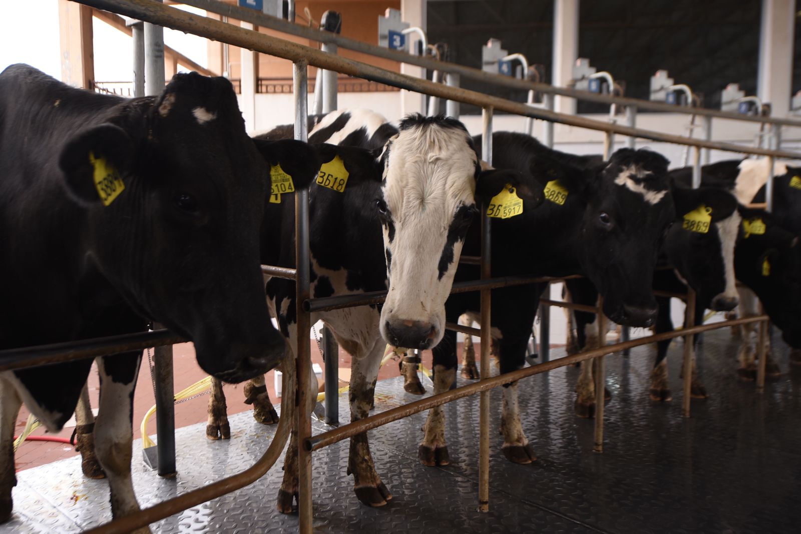 Sentencia de la SCJN no va contra el sector lechero en La Laguna