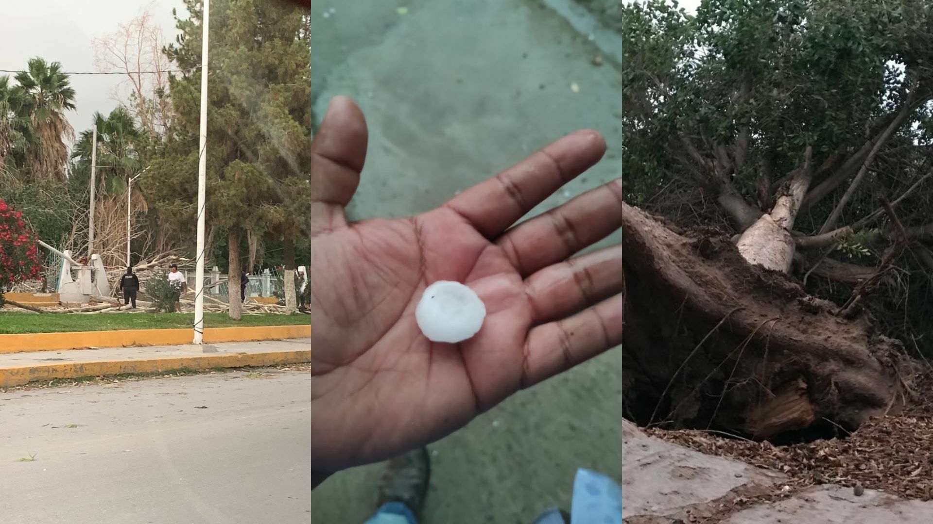 Fuertes vientos, tolvanera, árboles caídos y hasta granizo este domingo en La Laguna