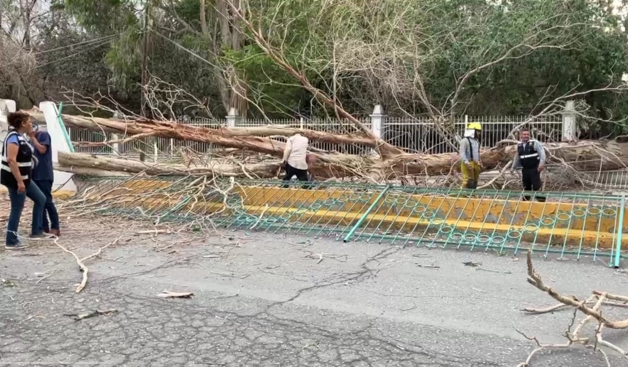 Un enorme árbol del parque Las Auras, que colinda con el bulevar Miguel Alemán en el municipio de Lerdo, cayó también con las ráfagas de viento de este domingo, provocando la interrupción del tránsito.