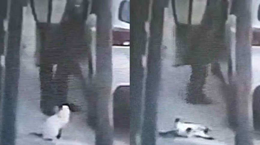 Ahora matan de un disparo a un gatito en Tlalnepantla y los hechos son captados en video