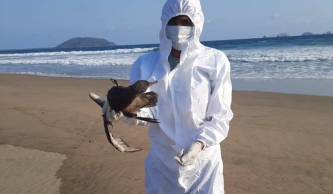La muerte de 300 aves marinas en el litoral del Pacífico, desde Chiapas hasta Sonora, no fue por gripe aviar, señalaron las autoridades de México, quienes atribuyeron el hecho a los efectos del fenómeno meteorológico de El Niño.