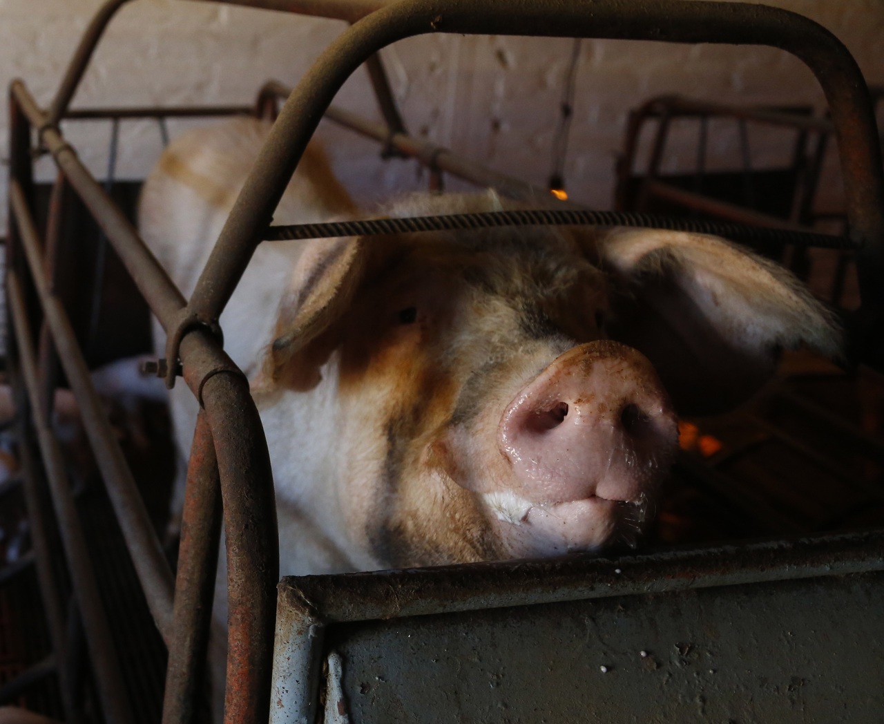 La producción de carne de cerdo en Durango no es comparable, en cantidad, a la que se registra en otras entidades del país. (EL SIGLO DE TORREÓN)