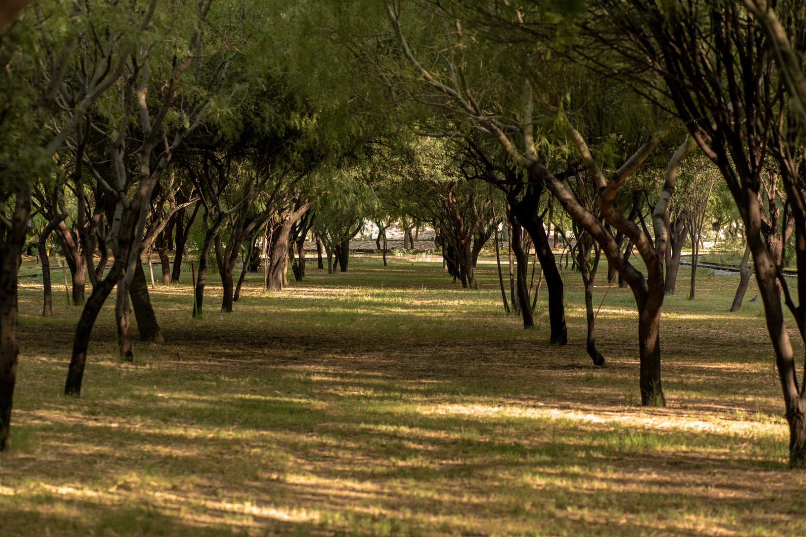 Peñoles y Fresnillo plc trabajan a favor de la reforestación