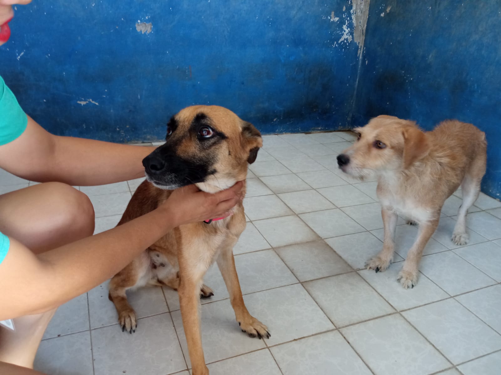 La adopción es una buena alternativa ya que usualmente los animales en abandono, suelen ser sociables, leales y agradecidos.