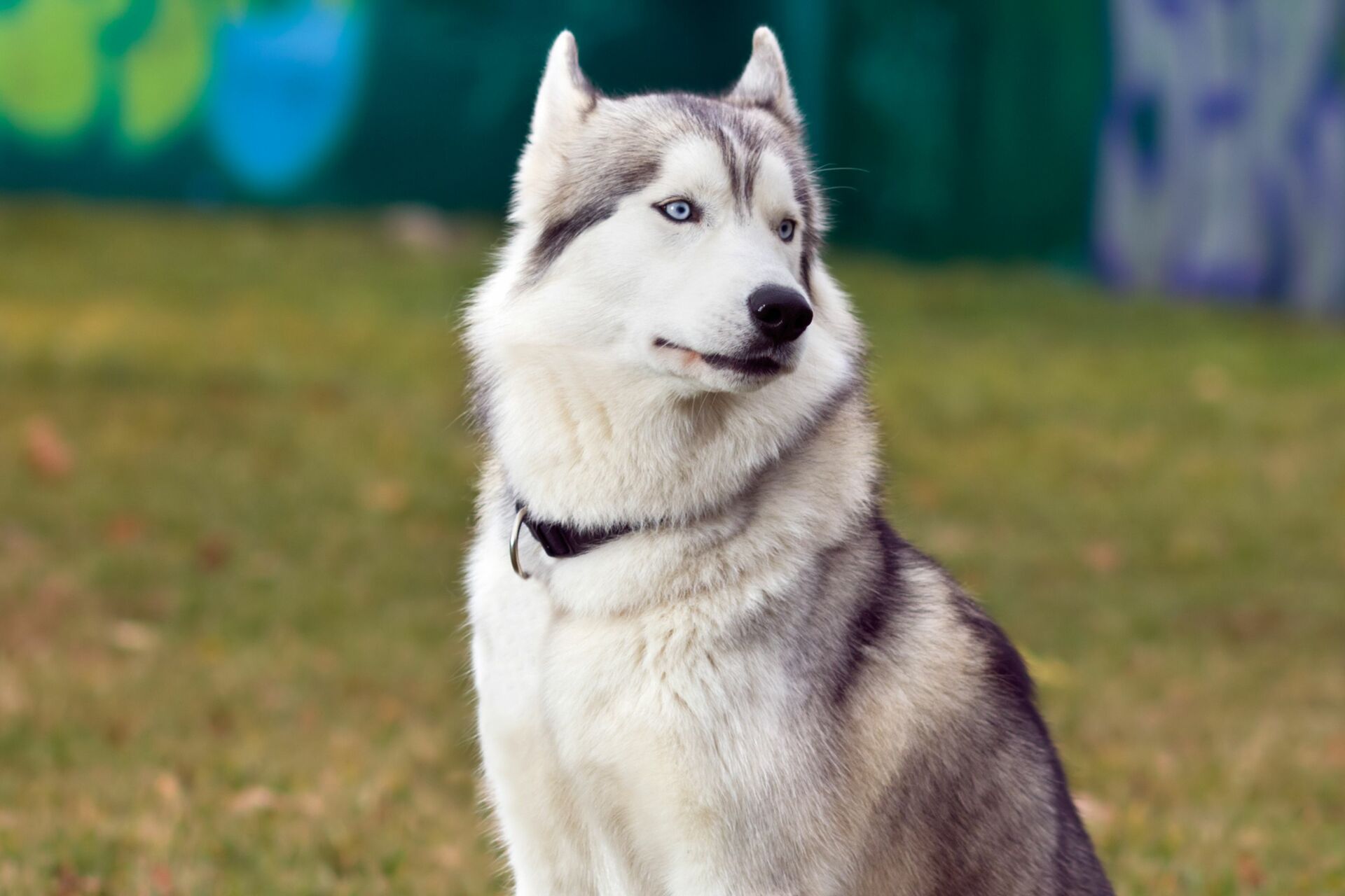 El perrito Husky fue revisado por los policías y al notar que no contaba con ninguna lesión, lo entregaron al personal de la Dirección General de la Brigada de Vigilancia Animal. (ESPECIAL)