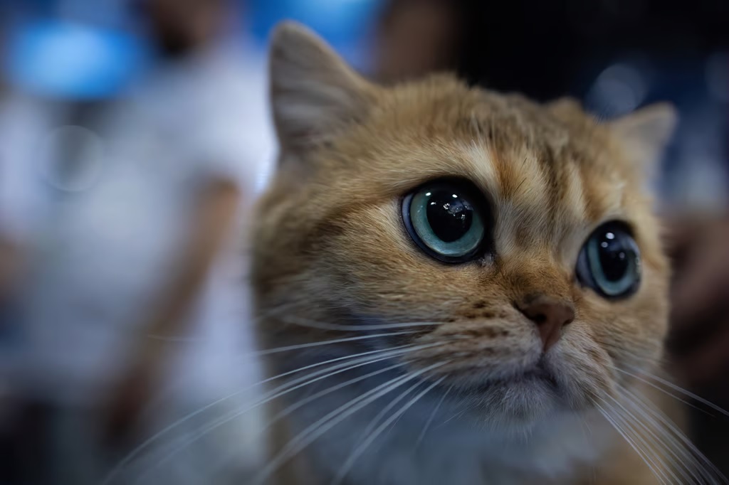 Un 'gran número' de gatos infectados en Polonia con gripe aviar ha puesto en alerta a la Organización Mundial de la Salud (OMS). 