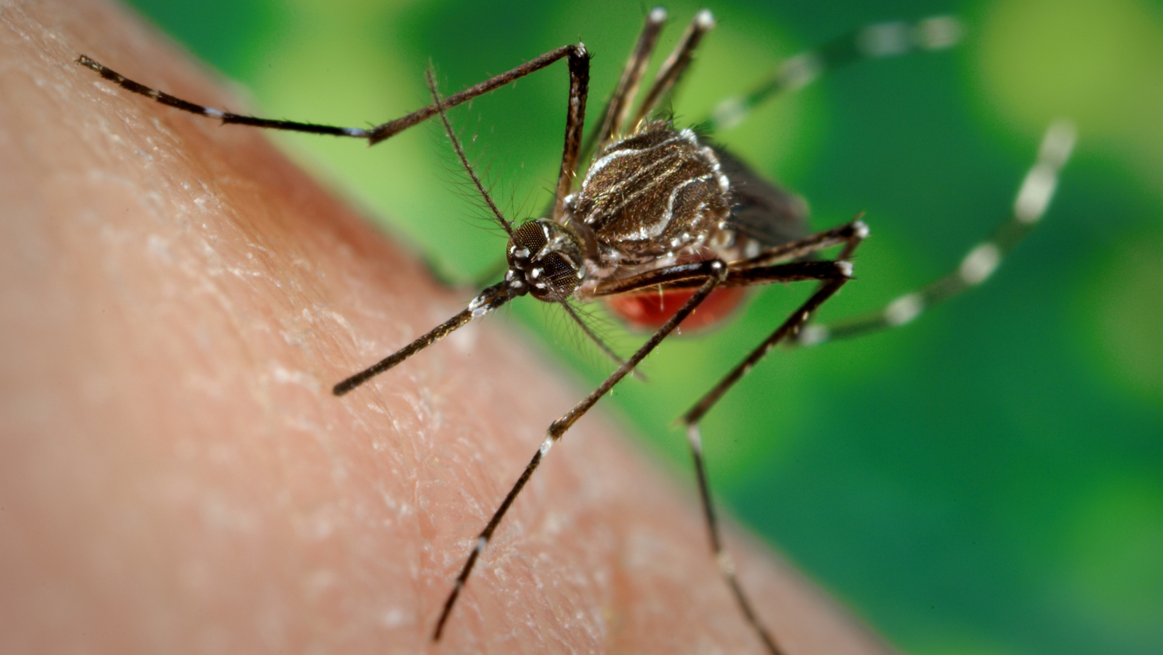 Idean un 'mapamundi' interactivo de los mosquitos para ayudar a combatir la malaria