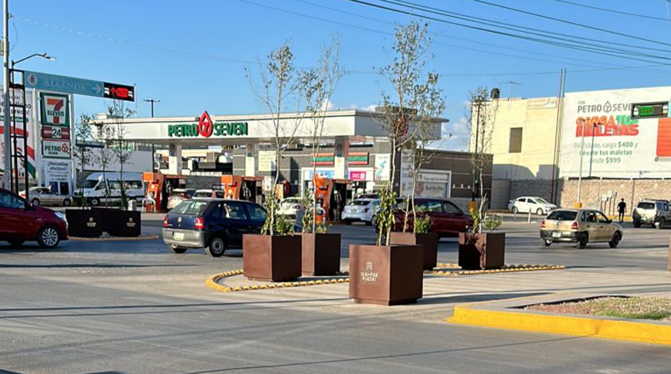 Trasplantarán encinos siempre verde que se plantaron en macetas de la calzada Colón