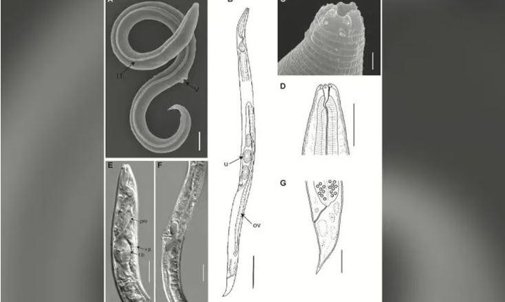 Científicos revivieron un gusano microscópico que se congeló hace 46 mil años en Siberia