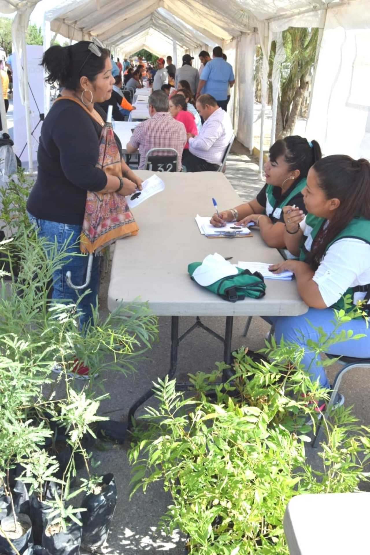 Se distribuyeron 160 árboles en varias colonias.