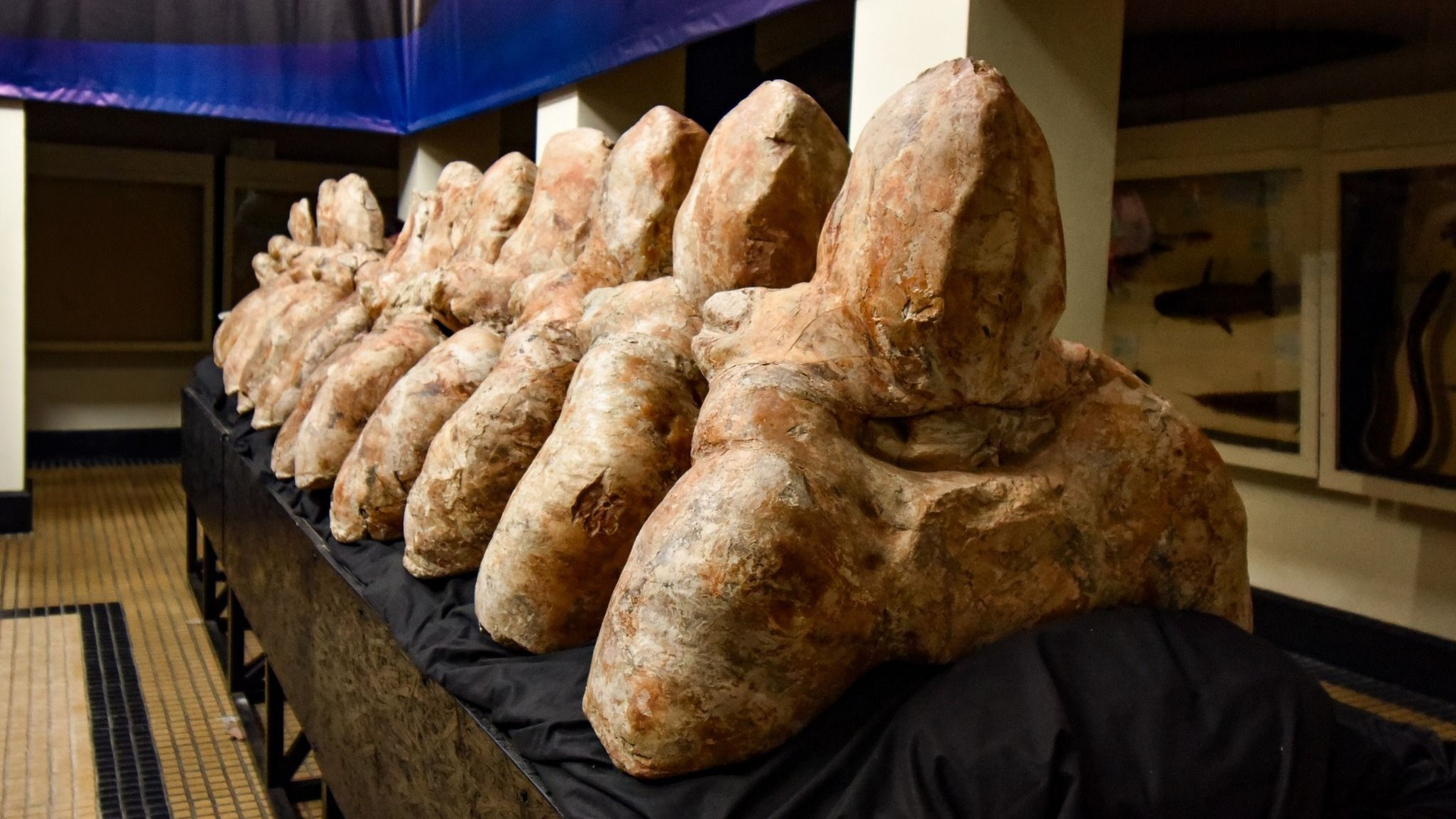 Lo que ahora se expone en el Museo de Historia Natural de la Universidad Nacional Mayor de San Marcos en la capital son de 13 vértebras, cuatro costillas y una parte de la pelvis del cetáceo.