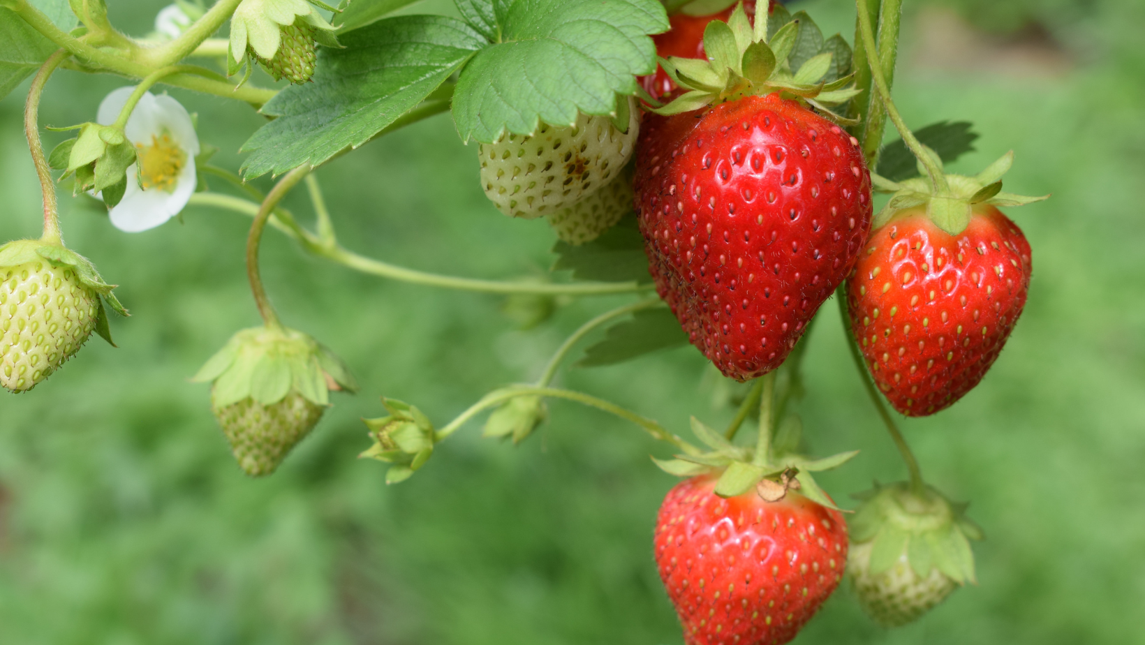 Fresas, el delicioso fruto que ayuda a bajar los triglicéridos