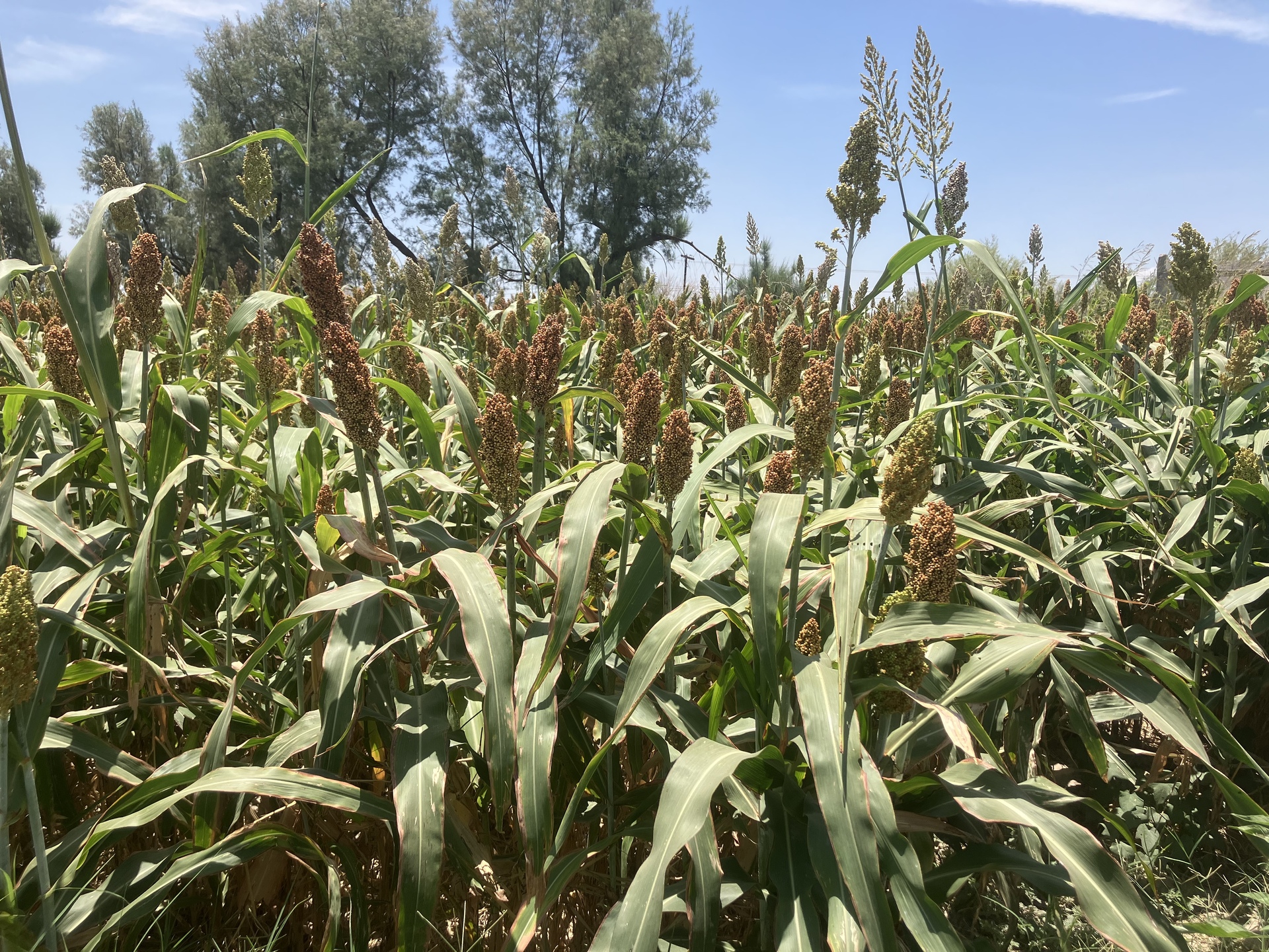 La planta no tuvo el crecimiento esperado, lo que les provocó el volumen de las cosechas disminuyera. (ARCHIVO)